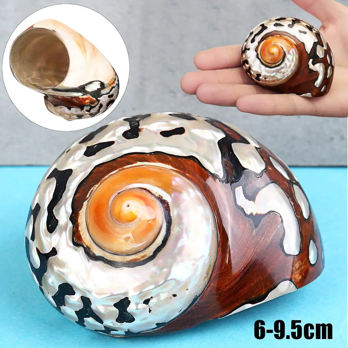 6-9.5cm Natural African Turban Sea Shell Coral Conch Snail Seashell Conch Miniature Home Fish Tank Decor Craft Collection New