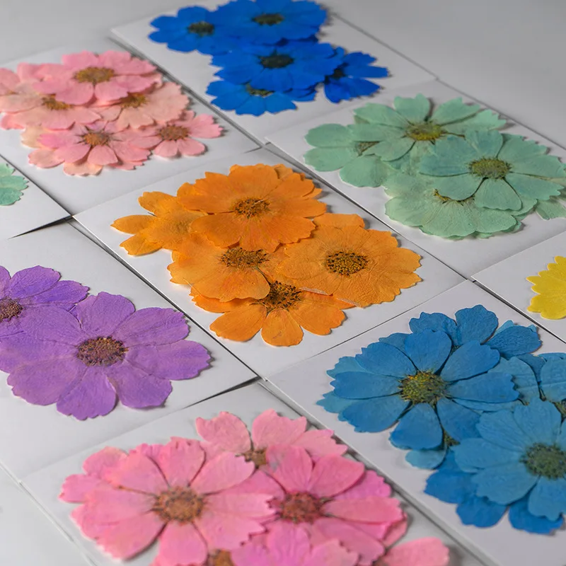 

60 шт. 4-8 см прессованный высушенный Космос цветок гербарий из растений для изготовления ювелирных изделий открытка с пригласительным билетом чехол для телефона Закладка сделай сам