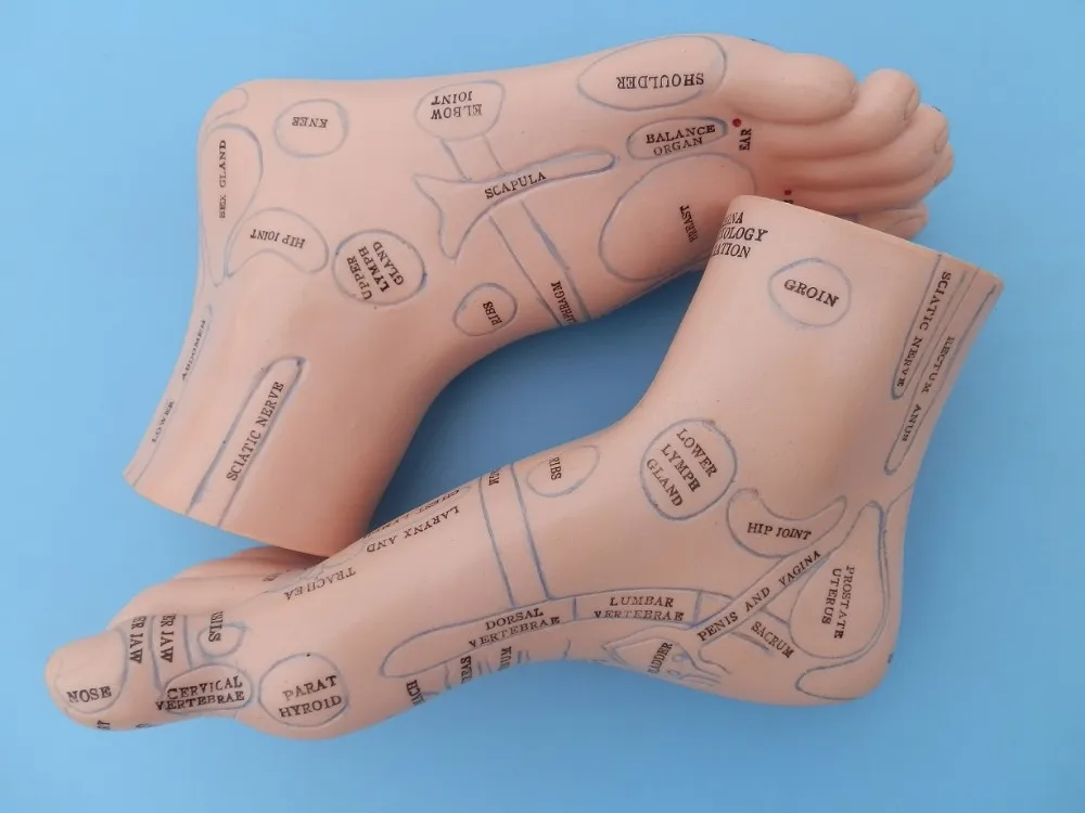 20Cm Foot Reflex Zone Model, Foot Massage Model. English Language 2pcs = 1 pair