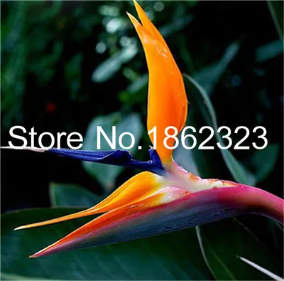 Настоящий цветок strelitzia reginae, комнатное растение в горшках, райская птица, бонсай, Sementes-100 шт, тропический бонсай - Цвет: 17
