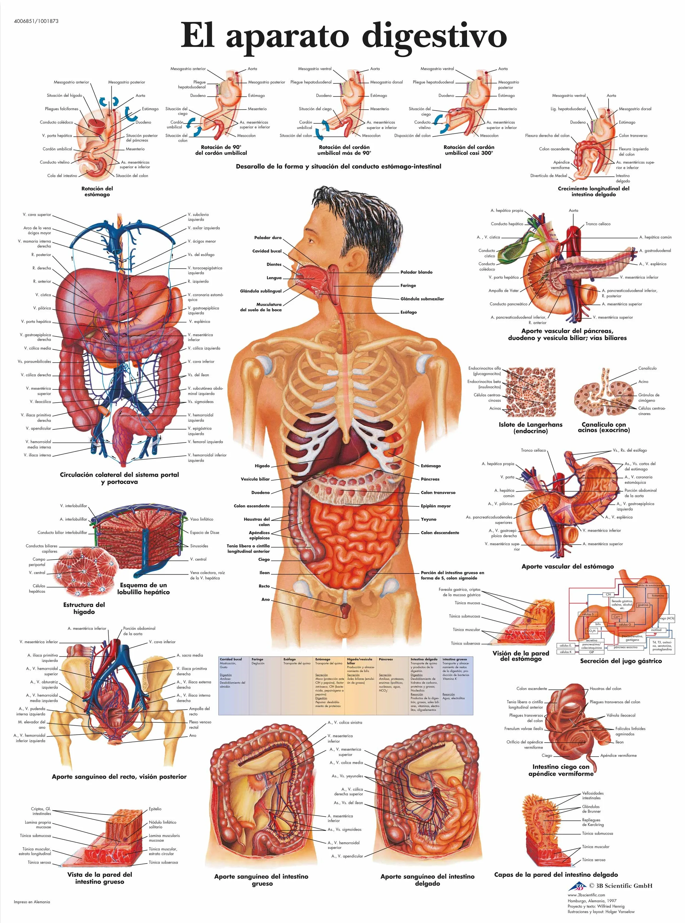 Стоимость Внутренних Органов