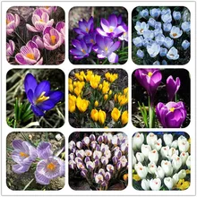 100 шт шафран растения, цветок шафрана плантас, Шафран Крокус флореслинг, садовые цветы и растения, бонсай Плант