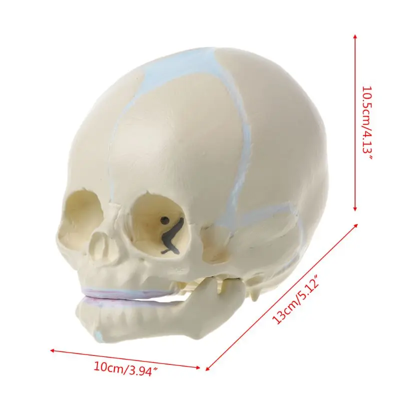 1: 1 человеческий плод младенец медицинский череп анатомический скелет модель Обучающие принадлежности для медицинских исследований