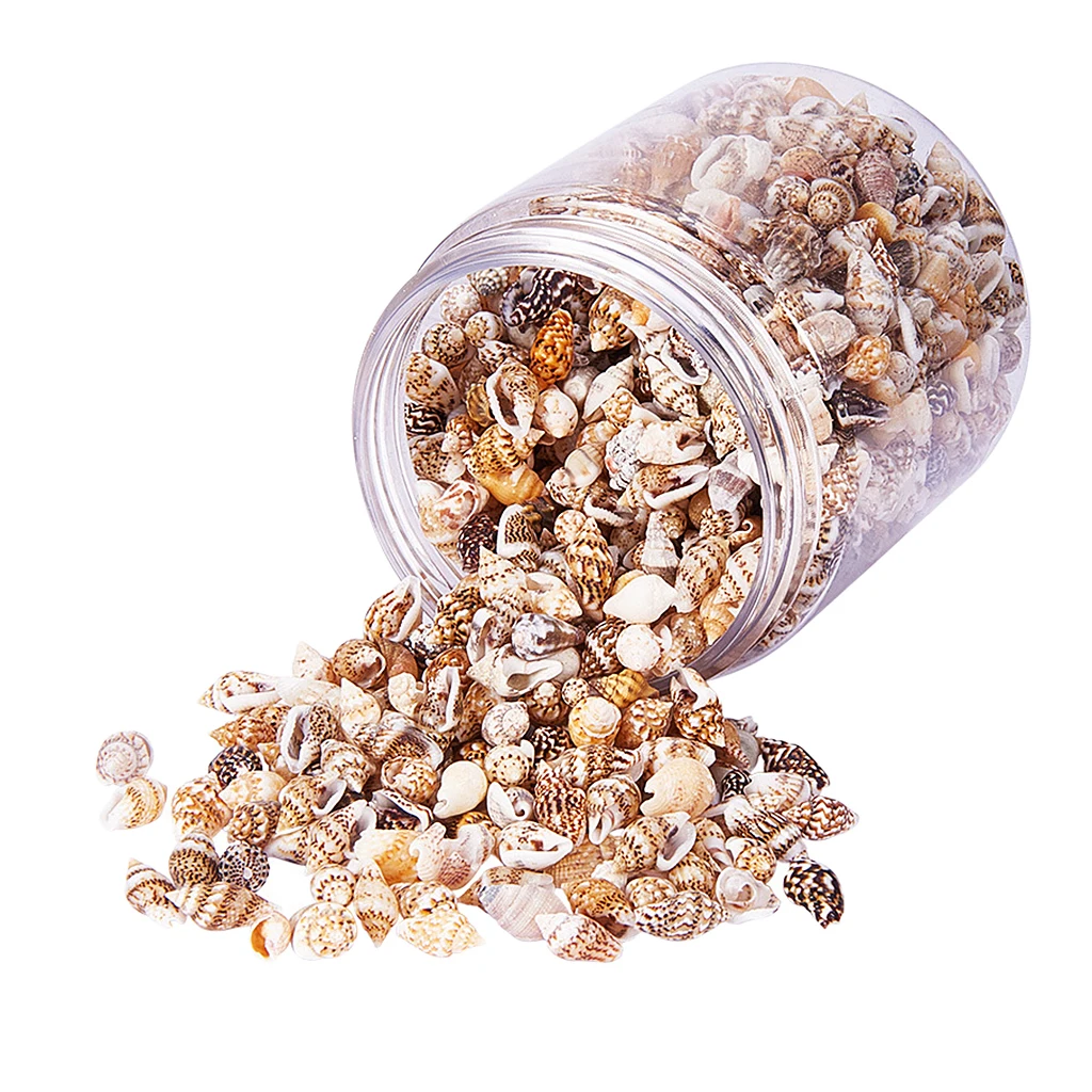 Natural Shells Seashells Beach Shells Wedding Display CraftConch Shells Box