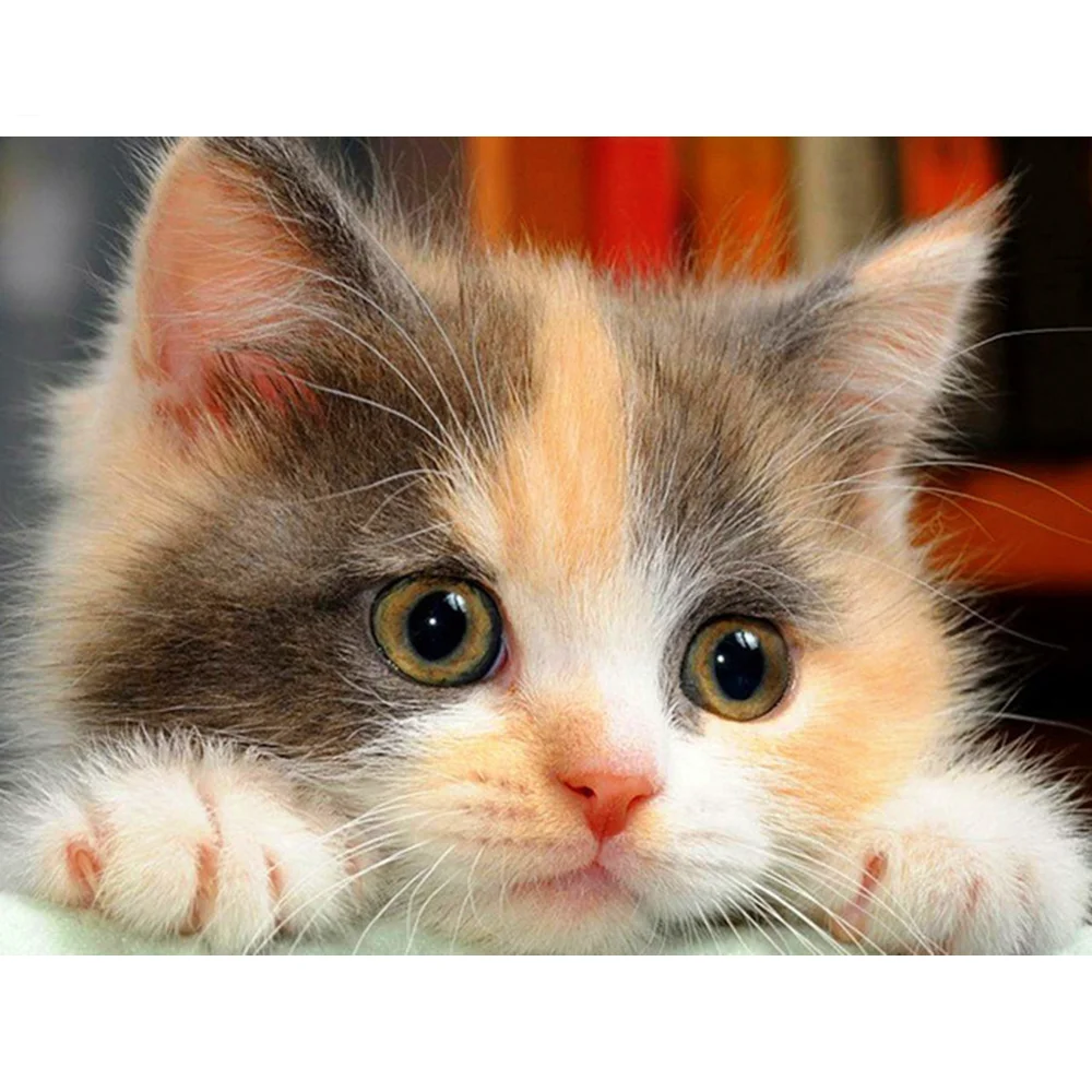 

5D DIY Diamond Painting Full Round Cat Diamonds Embroidery Animal Kits Decorations Home