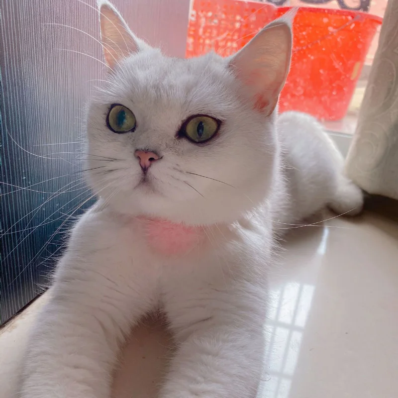 20849232427_1199050608