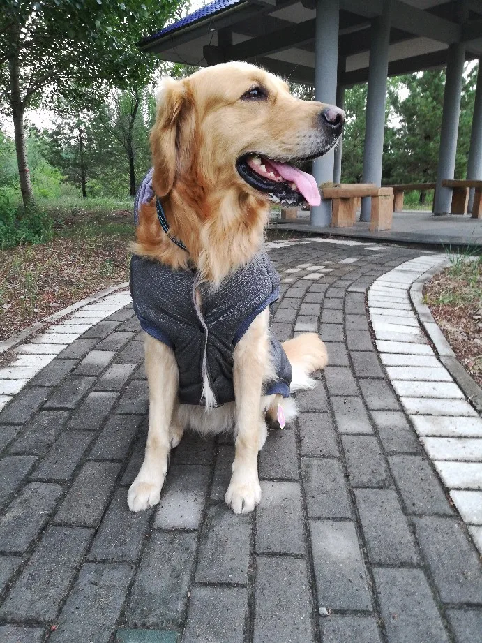 Big Dog Clothes Medium and Large Dog Vest Pet Samoye Cotton Padded Clothes Thickened Big Dog Autumn and Winter Clothes Moustache