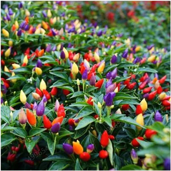 100-pcs-Mini-Hot-Pepper-bonsais-Colorful-upward-pepper-Heirloom-Thai-Sun-Hot-Pepper-Capsicum-annuum (1)
