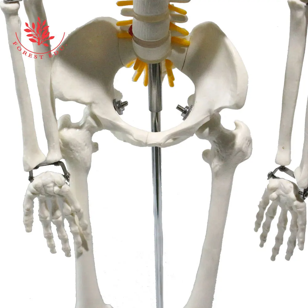 Medical Science FRT006 Half Life Size 85cm Skeleton Hanging Type With Spinal Nerves & Carotid Artery Scientific
