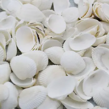 

50pc Fashion Aquarium Landscape Seashells Jewelry Craft Decor Natural Conch Shells Conch Corn Screw Wall Decoration CM