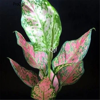 

Ngryise 500Pcs A Set Dieffenbachia sequina