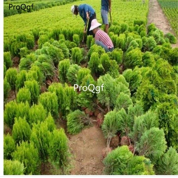 

ffgk Ngryise 500pcs a set Platycladus orientalis