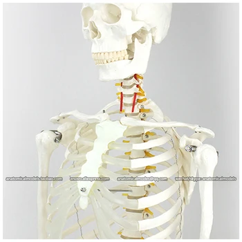 

CMAM/12361 170 skeleton, white, Medical Full Skeleton Anatomical Human Model