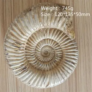 

745g NATURAL BIG DOUVILLEICERAS AMMONITE FOSSIL CONCH \Free Shipping Reiki Healing Fengshui Crystal Stones