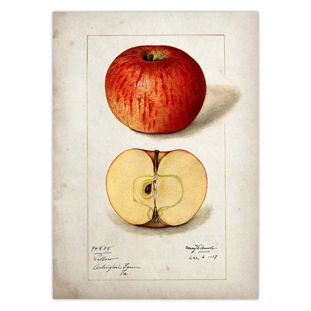 Fruit-Kitchen-Poster-Vintage-Poster-Antique-Print-Pear-Apple-Orange-Pineapple-Wall-Art-Decorative-Picture-Painting.jpg_.webp_640x640 (21)