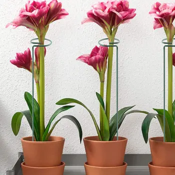 

6pcs Plant Support Stakes Fixing Bracket Metal For Flower Bonsai Rings Grow Upright Single Stem Backyard Garden Tool Agriculture