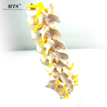 

Human Lumbar Spine Vertebrae Skeletal Model Lumbar Disc Disease Model Human Skeleton Anatomical Model