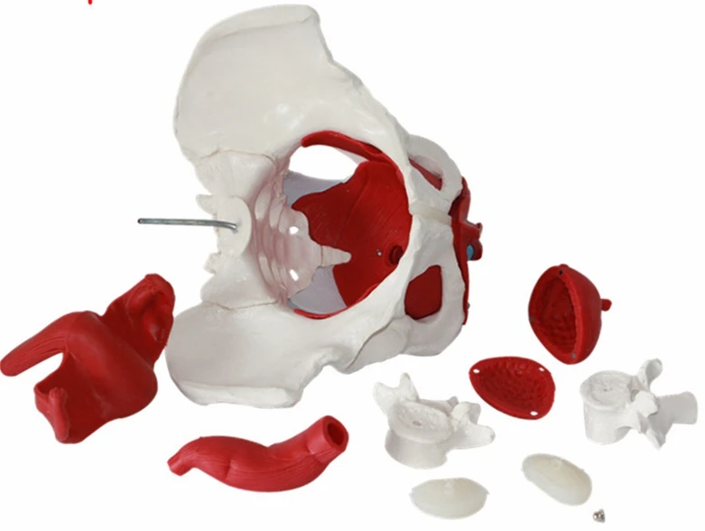 female pelvis 1