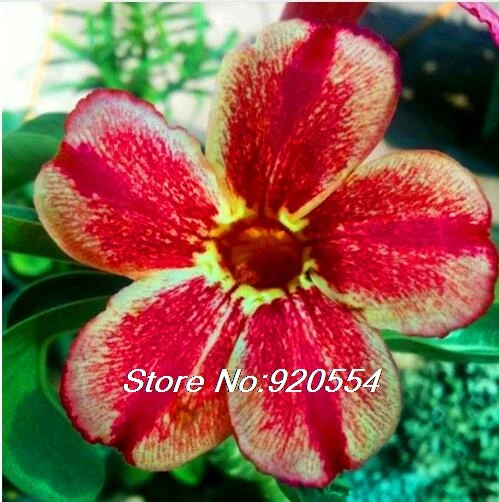 14 Импортные 5 шт. смешанные цвета натуральная Adenium obesum пустынная Роза-DIY домашний сад - Цвет: 14