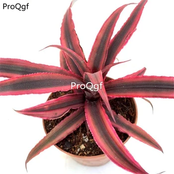 

Ngryise 1Pcs A Set Cryptanthus acaulis