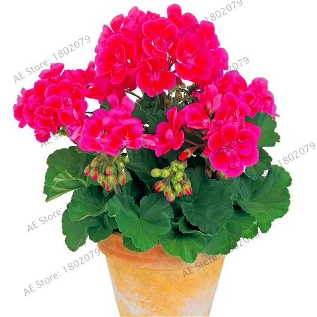 Бестселлер! настоящий глубокий красный Герань бонсай красивый очаровательный цветочный сад пеларгония плющелистная растение легко растёт прорастание скорость 9 - Цвет: 1