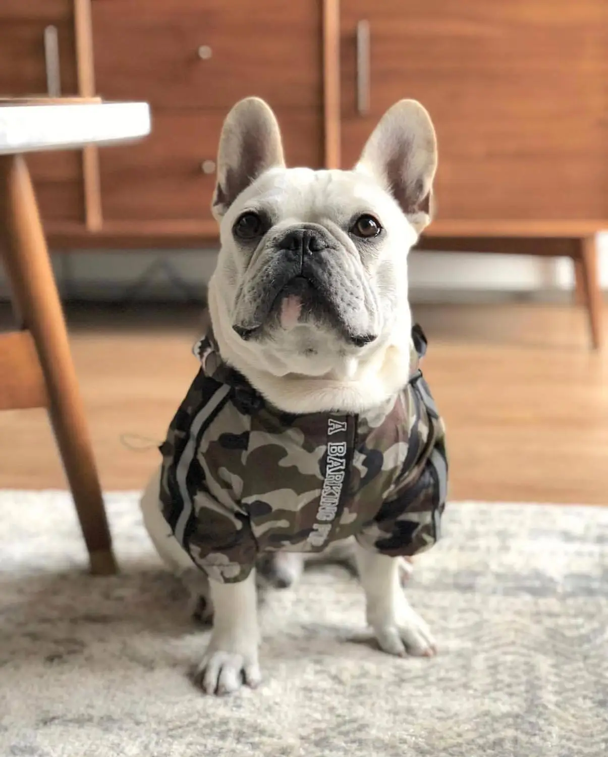 

S-5XL Pet Dogs Clothes Raincoat for Puppy Small Big Dogs Clothing French Bulldog PoodleClothes Pugs Dogs Hoodies Dog Windbreaker