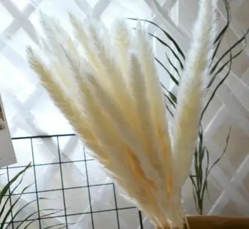 

30PCS Natural Dried Small Pampas Grass Phragmites Communis,Wedding Flower Bunch 40 to 68 cm Tall for Home Decor Rated