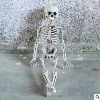 

Active Human skeleton Model Anatomy Skeleton Skeleton Model Medical Learning Halloween Party Decoration Skeleton Art Sketch