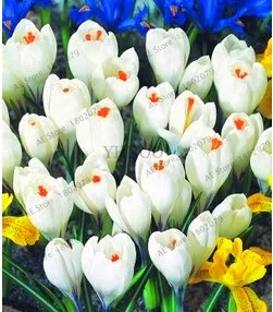 3 Самые низкие цены! 20 шт./пакет много разновидностей шафран flores ЦВЕТОК шафрана растения Шафран Крокус Плант бонсай растения для дома и ga - Цвет: 3