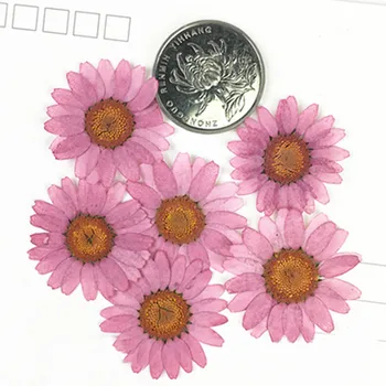 

Mixed Dried Chrysanthemum Flower, Hand Pressed Flowers For Candles Decoration 120Pcs