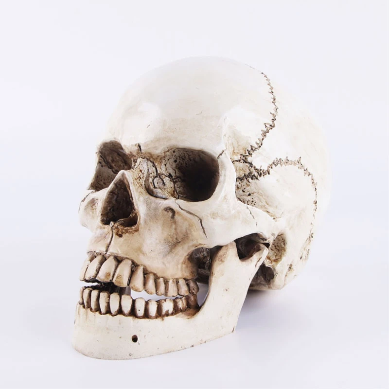 Máscara De Calavera De Látex Con Mandíbula Móvil - Cabeza Completa Realista Para Halloween - Tamaño 30x20 Cm - Peso 230 G - Ideal Para Fiestas De Terror Y Cosplay - Regalo Gótico