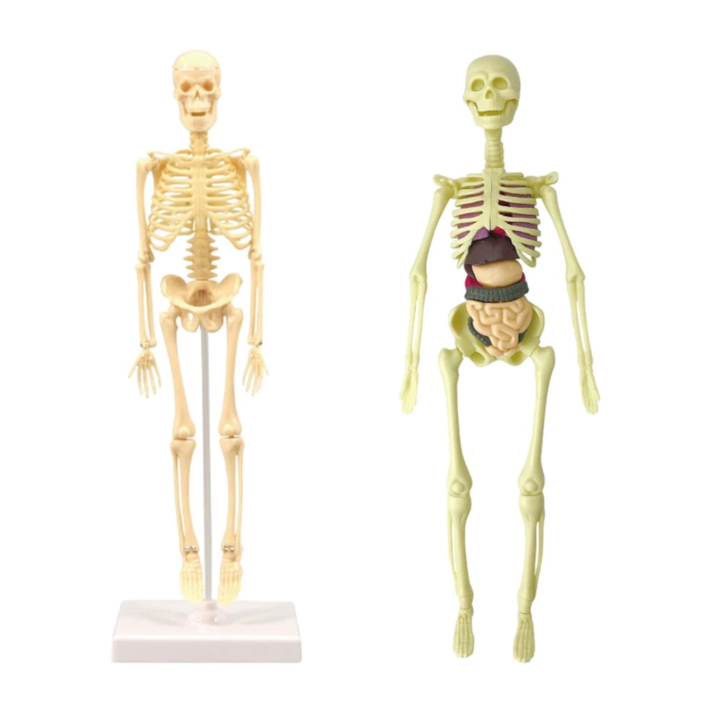 Model Realistic Body Anatomy for Learning Science Teaching | Игрушки и хобби