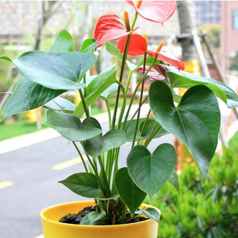 Anthurium Andraeanum цветок Декоративный букет Искусственное искусство Ремесло Свадьба