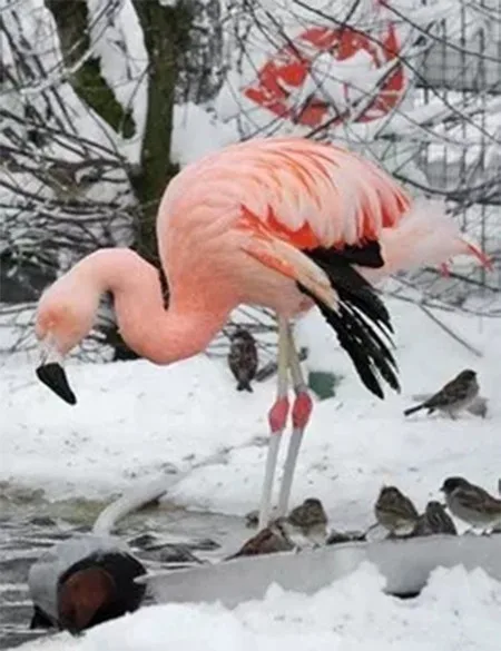 

5D DIY Diamond Painting Flamingo Full Round Diamond Embroidery Cross StitchDecor Kit Home Picture Of Rhinestone Art Handmade