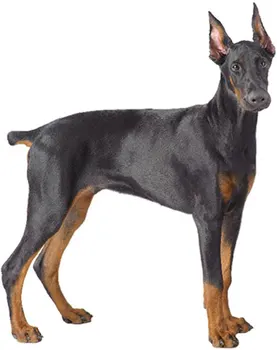 

Dinghy Tuzik overalls warm Doberman bitch
