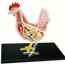 4D MASTER Educational Assembled Toys Animal Biological Chicken Organs Anatomical Medicine for Teaching Model