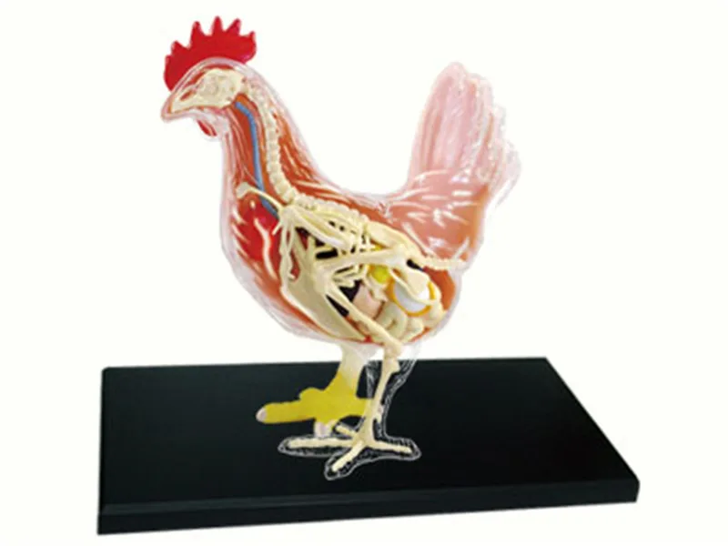 

4D MASTER Educational Assembled Toys Animal Biological Chicken Organs Anatomical Medicine for Teaching Model