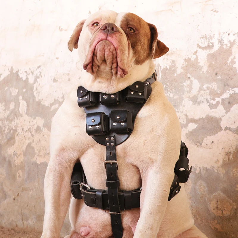 Harness2 With Ingots
