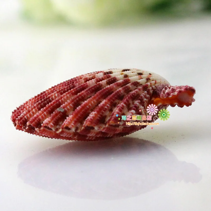 New Shell Conch Oil Painting Sea Fan Specimen Snail Photography Props Platform Wall Aquarium Micro-landscape Ornaments Specimens