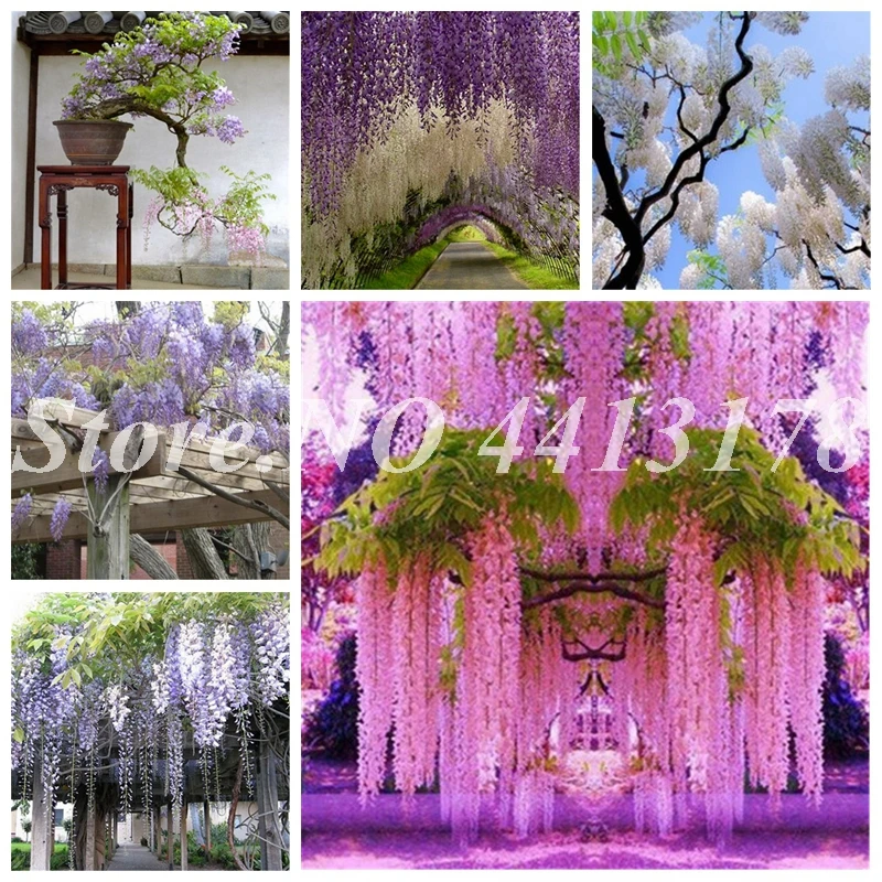 20 альпинистских цветов глицинии для искусственных цветов|Цветочные горшки и