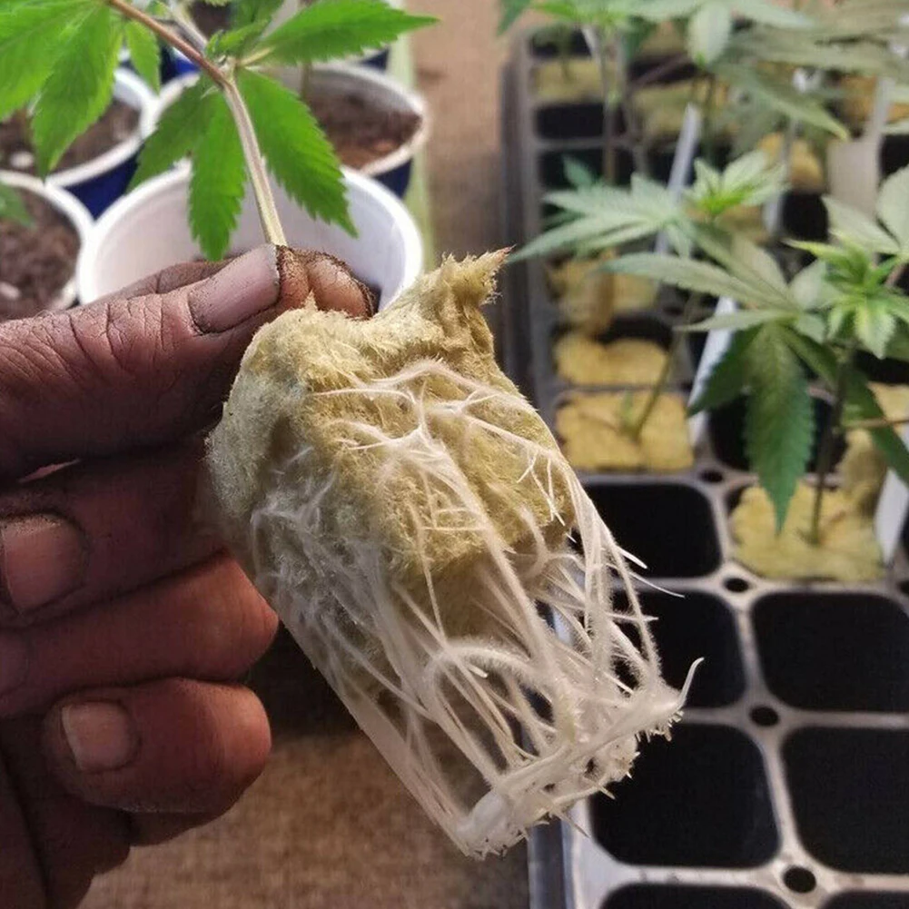 50/100pcs Rock wool cubes grow plug a block cubes plugs-hydroponic rockwool grow media Spread the cloning rock wool cubes 50/100pcs Rock wool cubes grow plug a block cubes plugs-hydroponic rockwool grow media Spread the cloning rock wool cubes