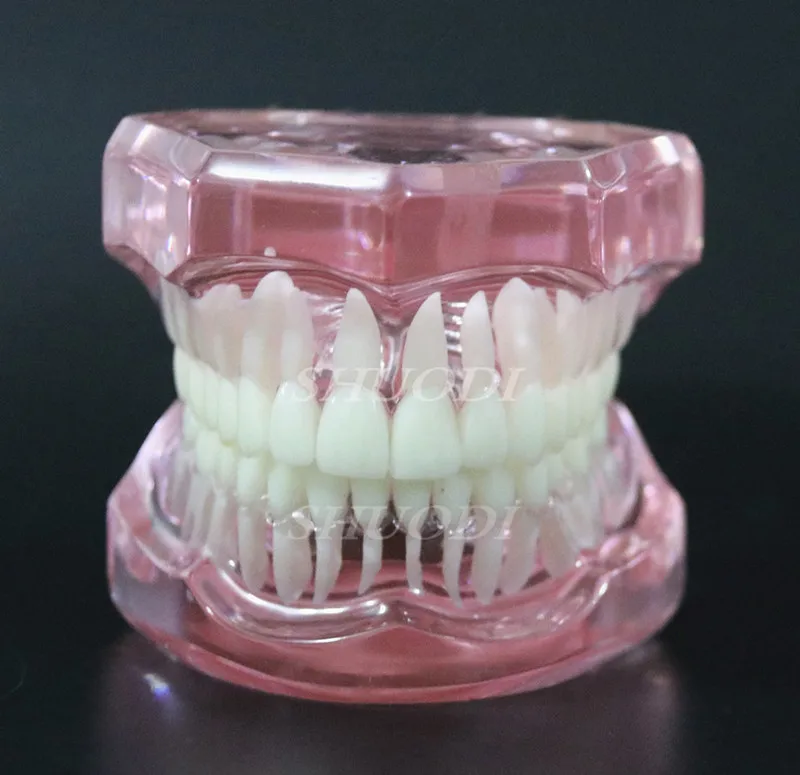 Pink 1 шт. Стоматологическая стандартная модель зуба Ортодонтическая модель для связи пациента стоматологическая клиника - Цвет: Pink