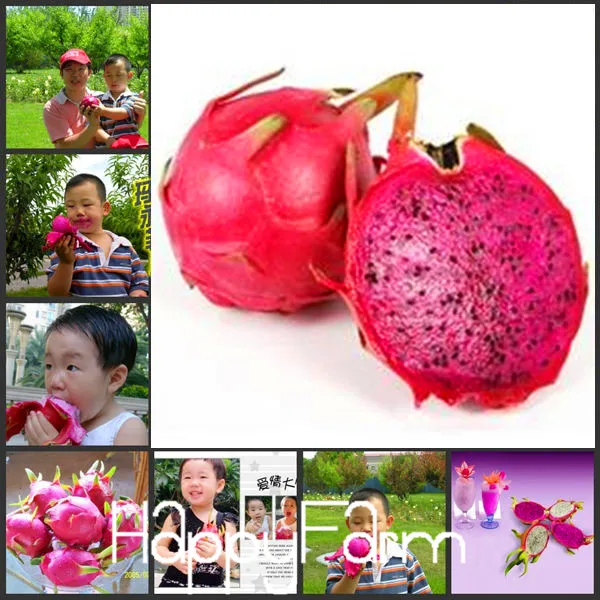 Новое поступление! 50 шт./лот Редкие красные бонсай питая, очень вкусные фруктовые садовые растения дракона,# VDJEZM