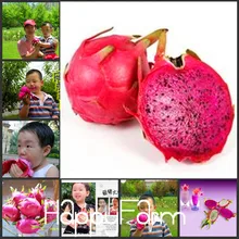 Новое поступление! 50 шт./лот Редкие красные бонсай питая, очень вкусные фруктовые садовые растения дракона,# VDJEZM