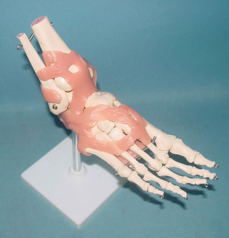 Foot joint bones Functional Model Human Skeleton Medical Teaching model free shipping