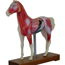 Модель акупунктуры для тела лошади анатомическая модель животного анатомическая модель