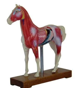 

Horse Body Acupuncture Model Horse Body Anatomical Model Animal Anatomical Model
