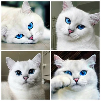 

AZQSD Diamond Painting 5d Cat Cross Stitch Picture Of Rhinestones Needlework Diamond Embroidery Animal Handicrafts Home Decor