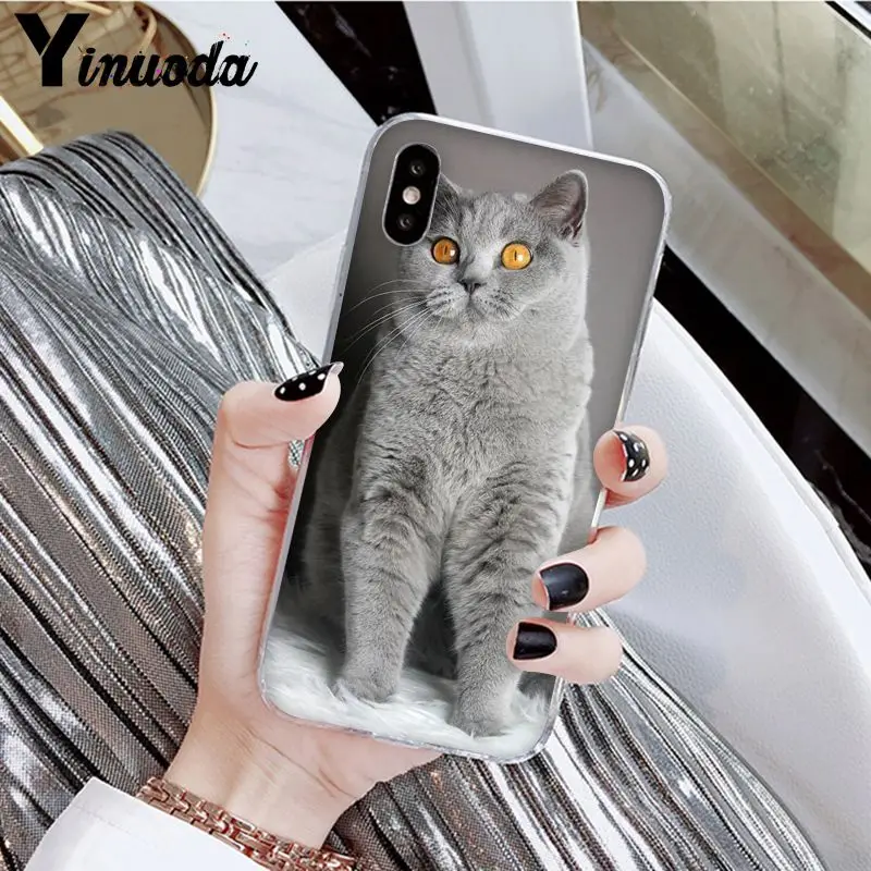 Yinuoda British Shorthair cat Novelty Fundas Phone Case Cover for Apple iPhone 8 7 6 6S Plus X XS MAX 5 5S SE XR Cover - Цвет: A16