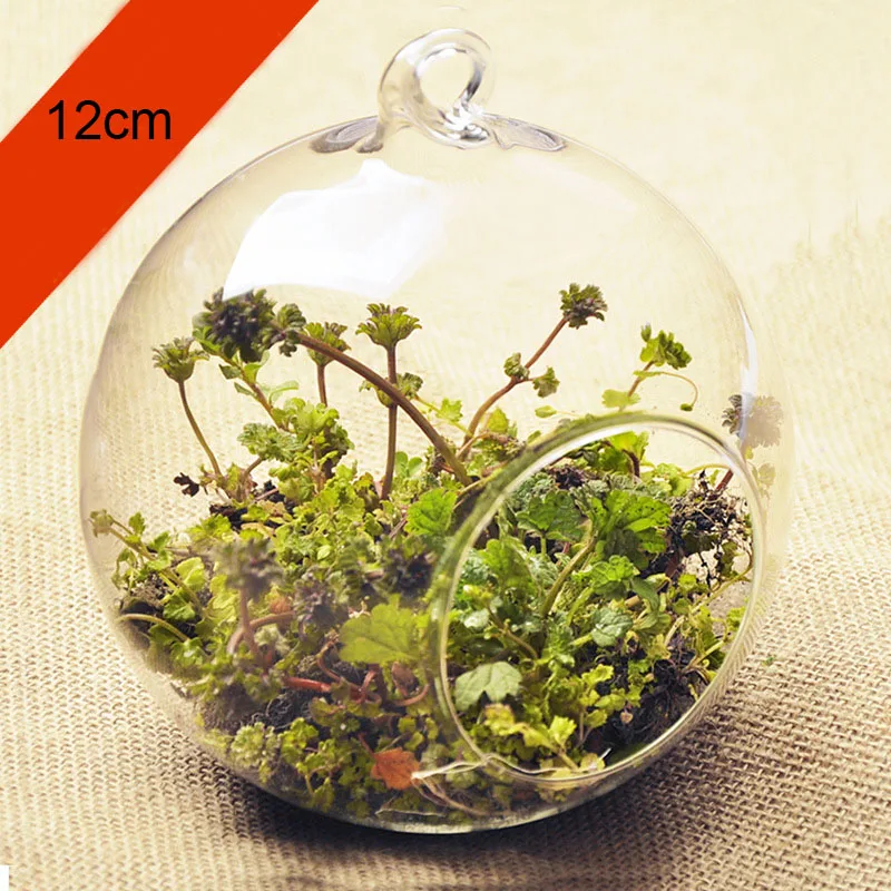 Transparent Round Glass Vase, Clear Flower Plant Stand, Hanging Hydroponic, Home, Office, Wedding, Garden Decor, 10 cm, 12cm 5